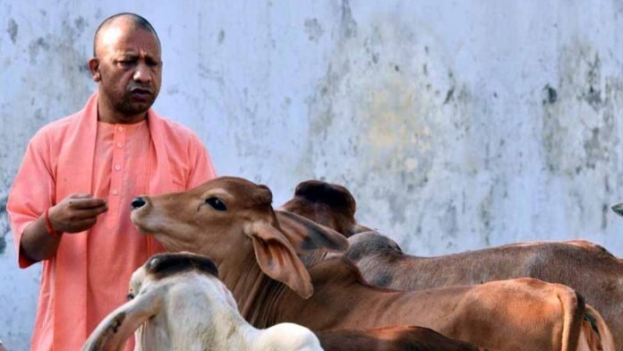 Yogi ji with Cow Yogi Ji with Cow