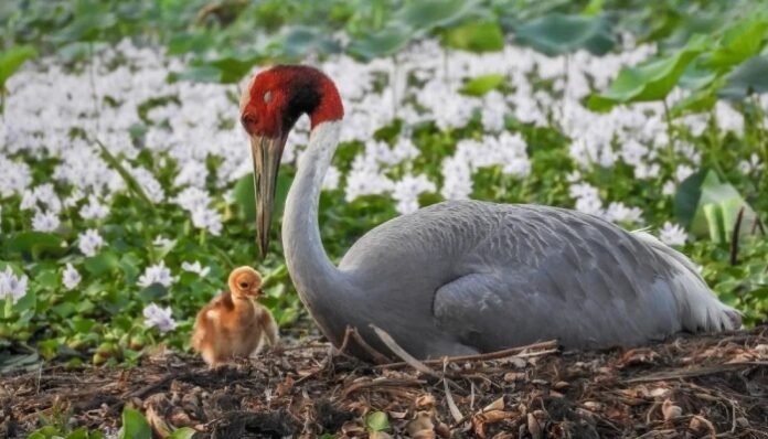 World’s Tallest Flying Bird